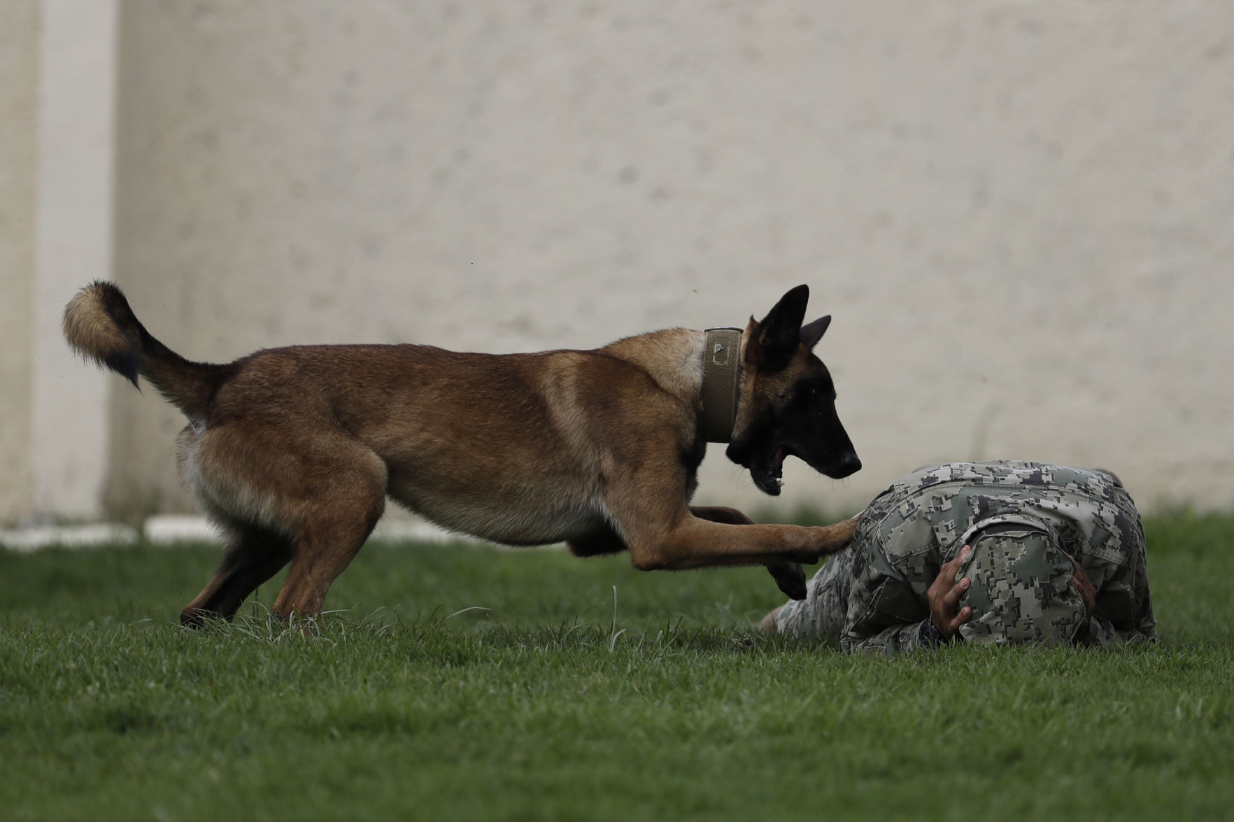 Mexico Quake Rescue Dog
